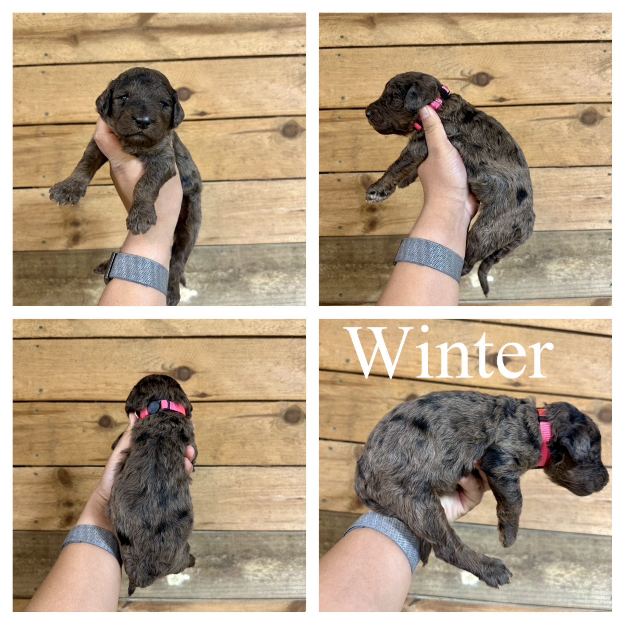 Standard F1B Goldendoodles puppy